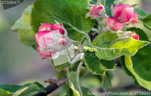 Image of Flower buds of Apple on a tree branch.