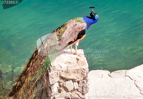 Image of Peacock on a stone by the lake.