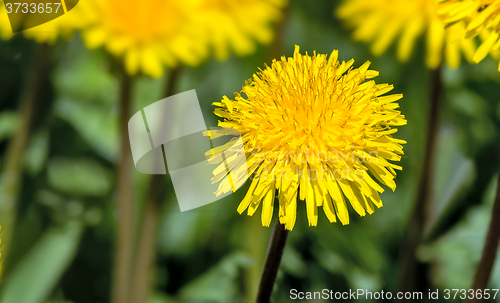 Image of Blooming dandelions in the grass.