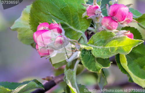 Image of Flower buds of Apple on a tree branch.