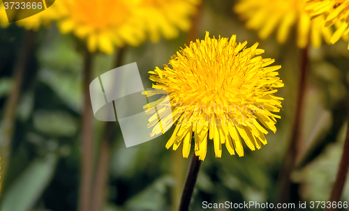 Image of Blooming dandelions in the grass.