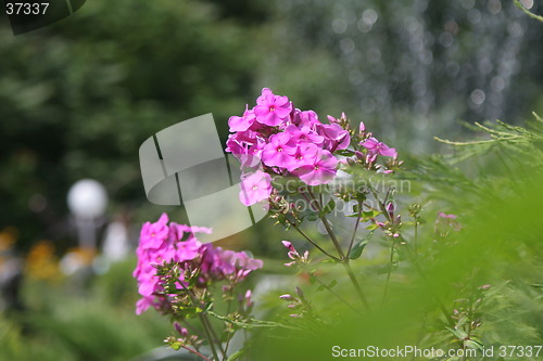 Image of Violet blooming flowers