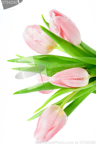 Image of Pink Spring Tulips