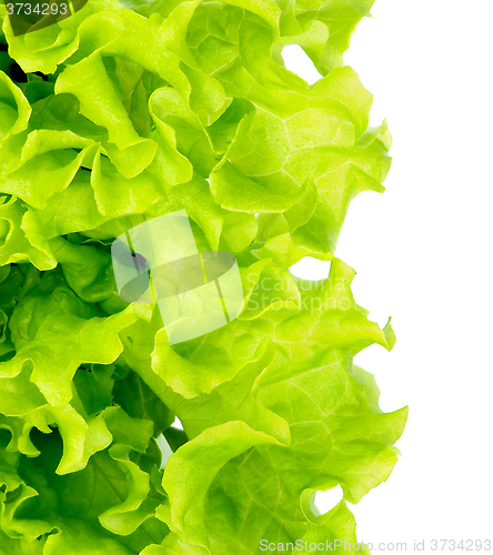 Image of Fresh Green Lettuce