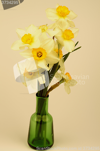 Image of Yellow Daffodils Bunch