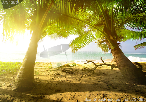 Image of Palm trees and ocean