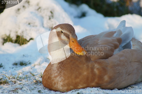 Image of female saxony duck