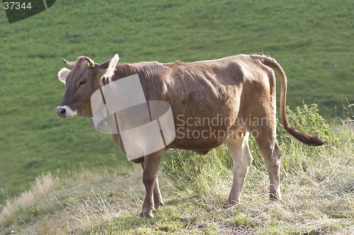 Image of Cow