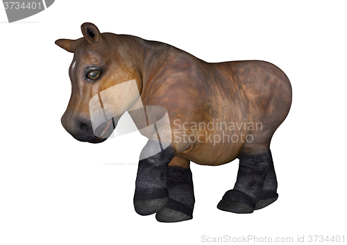 Image of Little Hippo on White