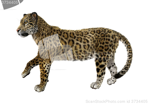 Image of Big Cat Jaguar