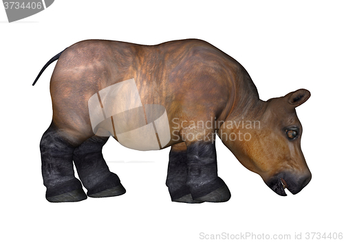 Image of Little Hippo on White