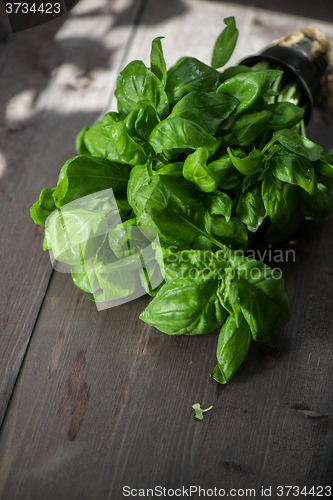 Image of Fresh organic basil