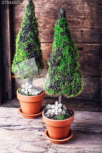 Image of symbolic Christmas cypress