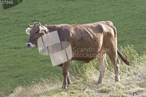 Image of Cow