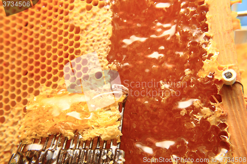 Image of honey in wax cells background 