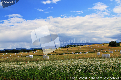 Image of czech autumn field