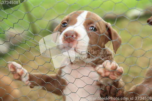 Image of American Pit Bull Terrier puppy