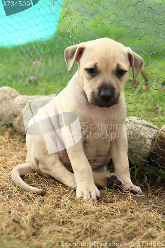 Image of American Pit Bull Terrier puppy