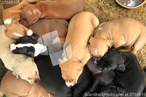 Image of American Pit Bull Terrier dogs