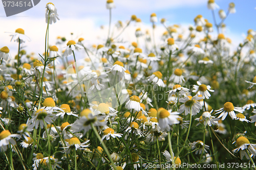 Image of camomile field and blue sky