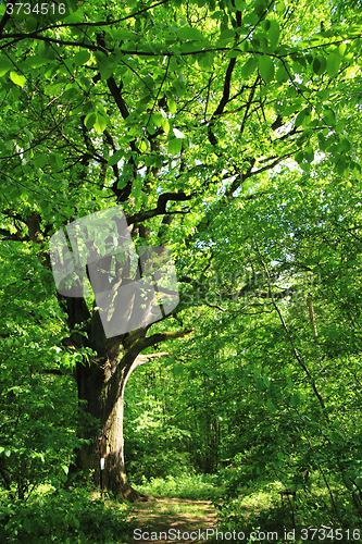 Image of old oak tree 