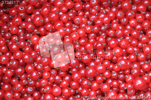 Image of fresh red currant background