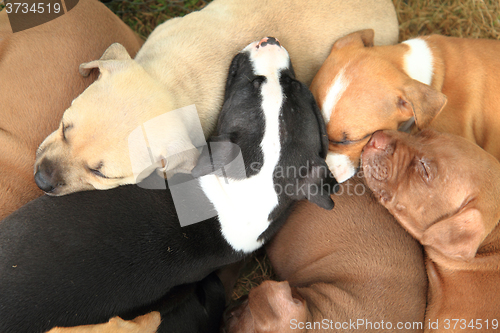 Image of American Pit Bull Terrier dogs