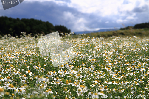 Image of camomile field and blue sky