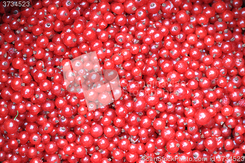 Image of fresh red currant background