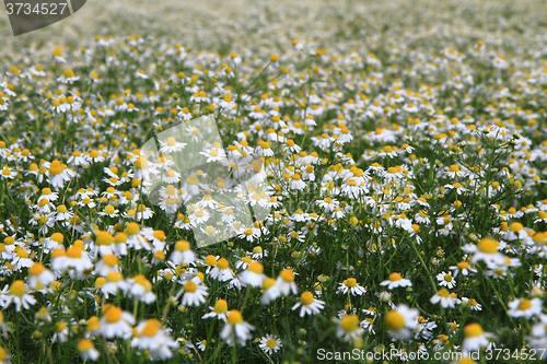 Image of camomile field background