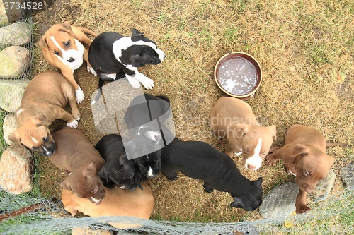 Image of American Pit Bull Terrier dogs