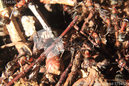 Image of detail of forest anthill