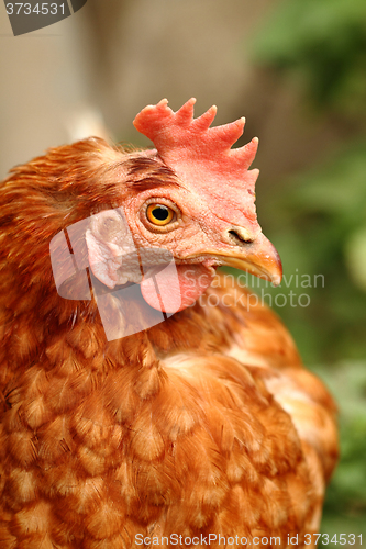 Image of young red chicken