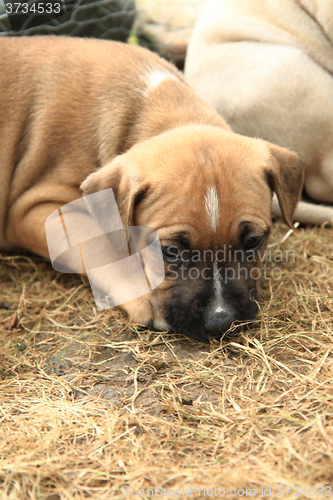 Image of American Pit Bull Terrier puppy