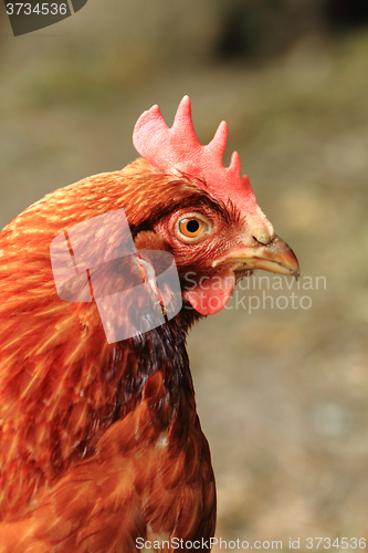 Image of young red chicken