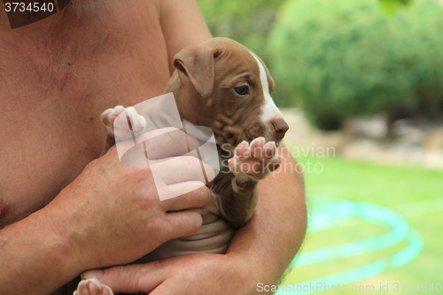 Image of American Pit Bull Terrier puppy