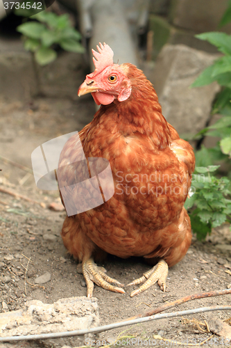Image of young red chicken