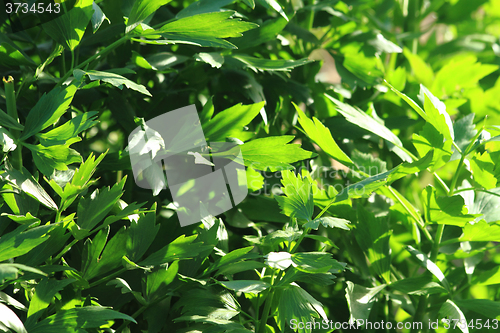 Image of lovage plant background