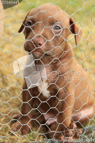 Image of American Pit Bull Terrier puppy