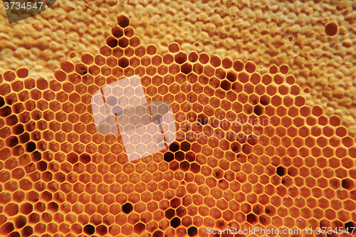 Image of honey in wax cells background 