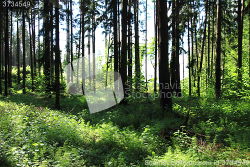 Image of green dark forest