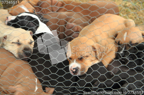 Image of American Pit Bull Terrier dogs