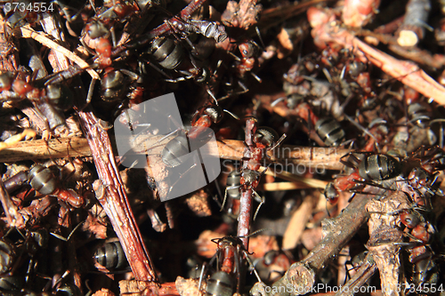 Image of detail of forest anthill