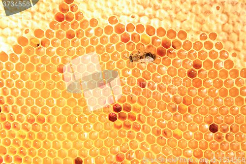 Image of honey in wax cells background 