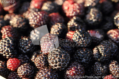 Image of fresh blackberries background