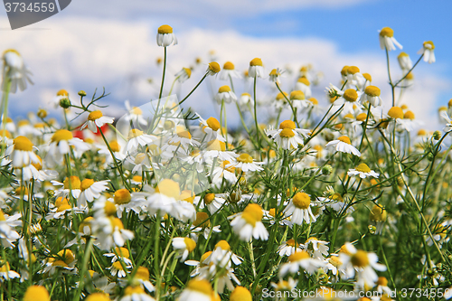 Image of camomile field and blue sky