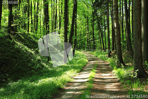Image of green dark forest