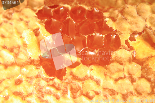 Image of honey in wax cells background 