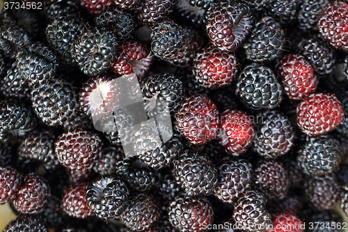 Image of fresh blackberries background
