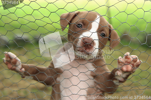 Image of American Pit Bull Terrier puppy